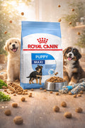 Royal Canin Maxi Puppy dry dog food from CAT PARK, showing the kibble in a bowl for large breed puppies.